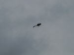 Helo Aerobatics